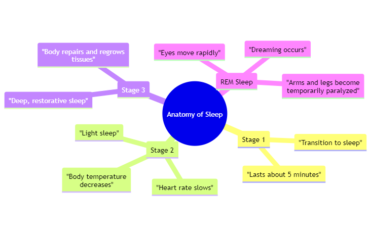 anatomy of sleep